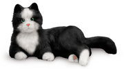 Companion Pet Cat - Tuxedo